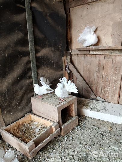 Голуби павлины