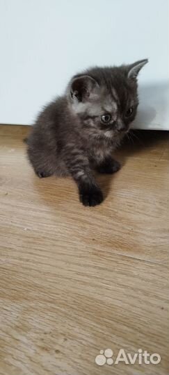 Британские котята