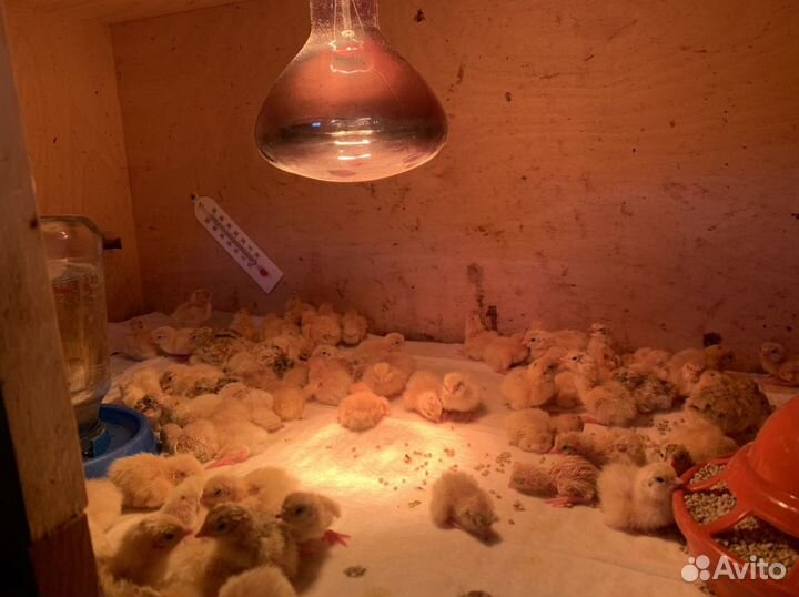 Инкубационное яйцо перепёлки Техас