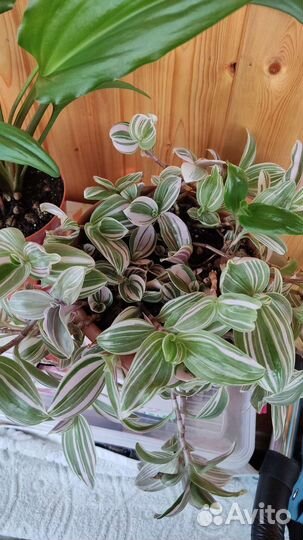 Традесканция