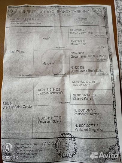 Нубийский козёл