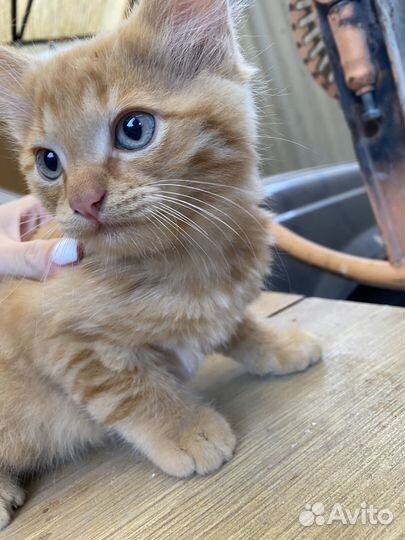 Отдам котенка в добрые руки