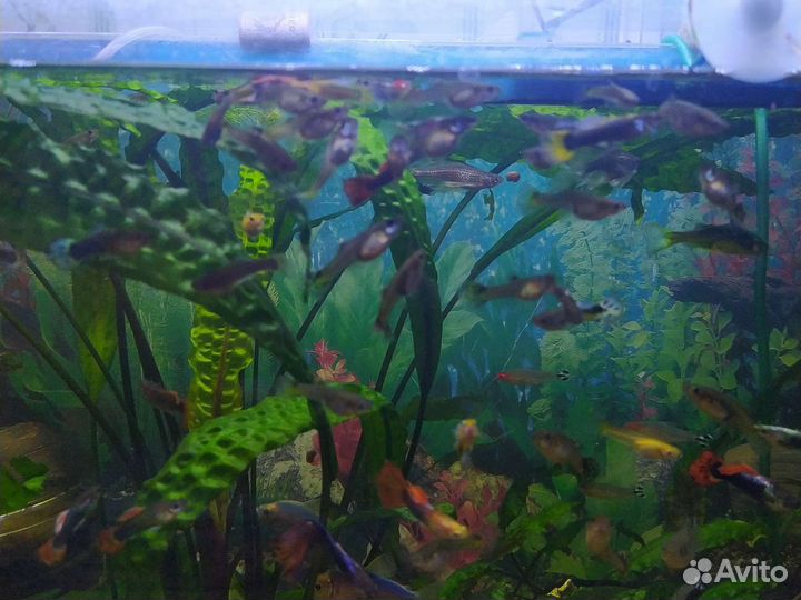 Мальки гуппи