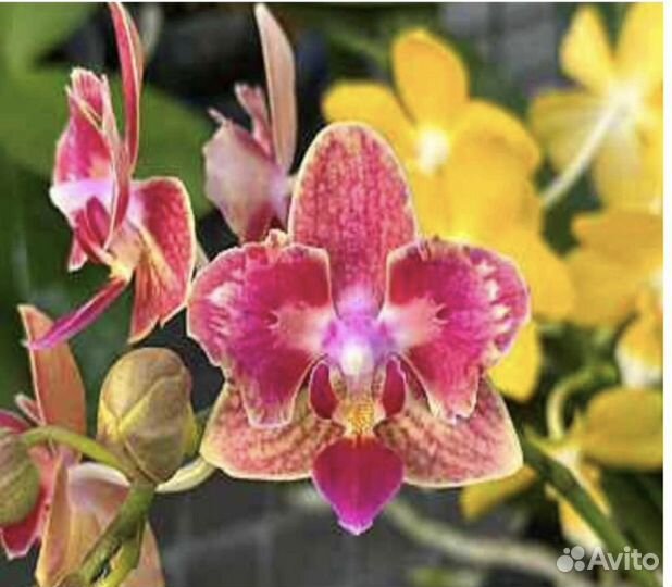 Орхидея Фаленопсис