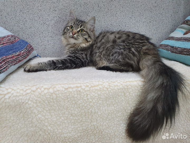 Кошка муся в добрые руки