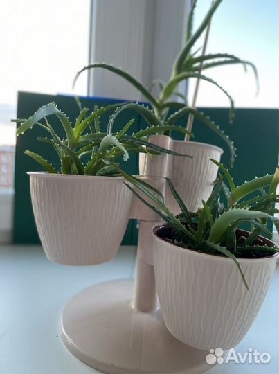 Алоэ столетник