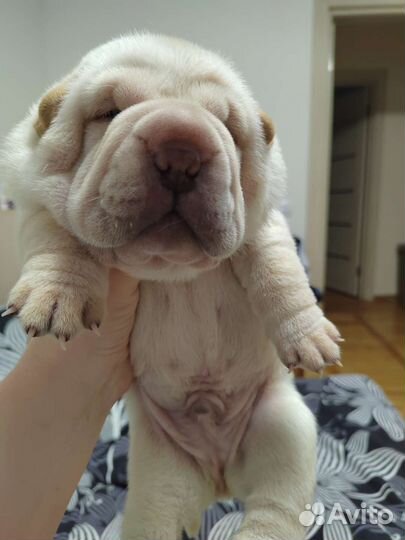 Щенки шарпея