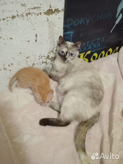 Котята в добрые руки
