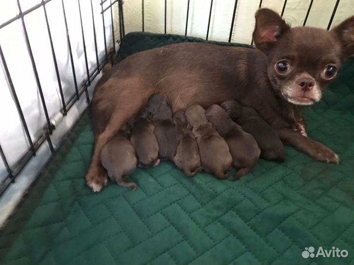 Вязка кобель чихуахуа