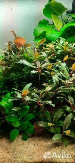 Буцефаландра/ анубиас