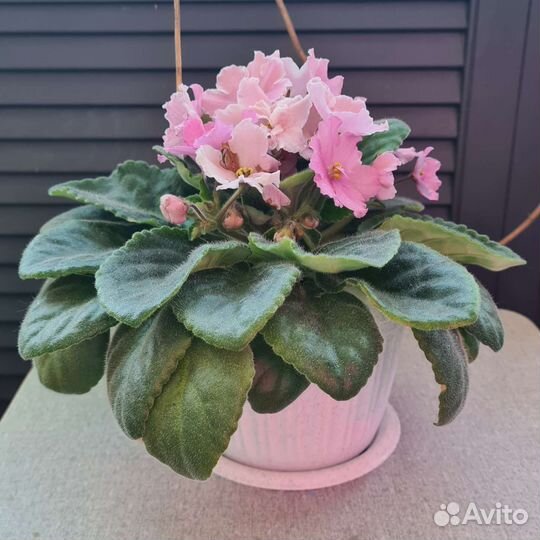 Фиалка в горшке