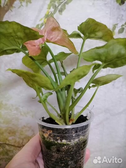 Сингониум pink flecked
