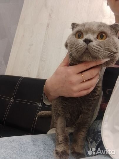 Британский кот