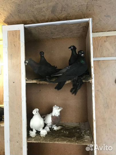 Голуби Павлины, Узбеки, Ленточные, Косматые