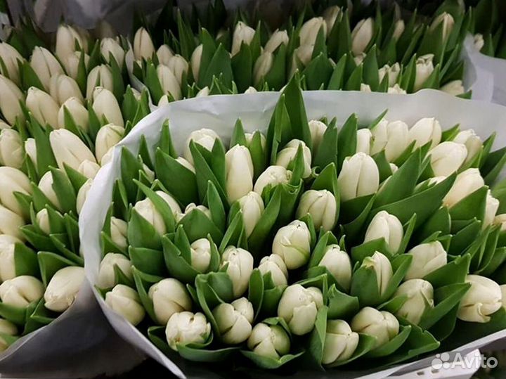 Тюльпаны мелкий, крупный опт от 500 шт
