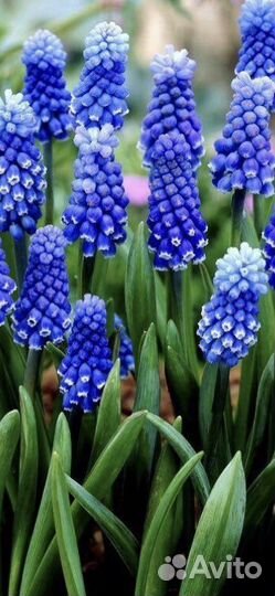 Рассада многолетних цветов