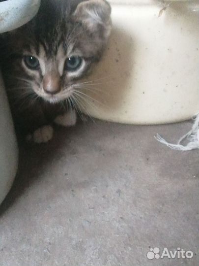 Кошка в дар