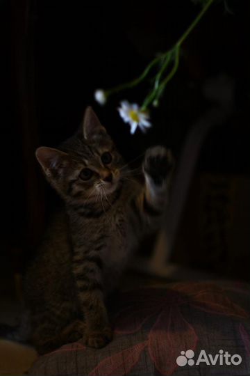 Кошечка в добрые руки