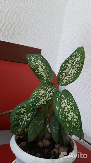 Диффенбахия,монстера