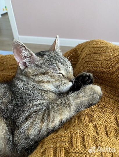 Кошка