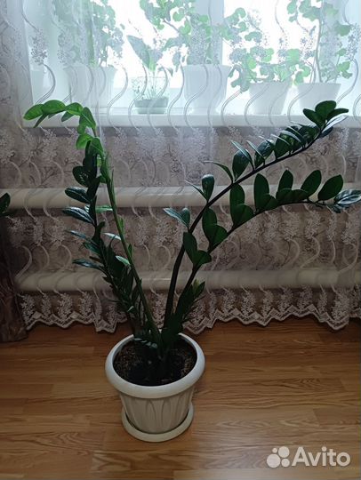 Замиокулькас долларовое дерево