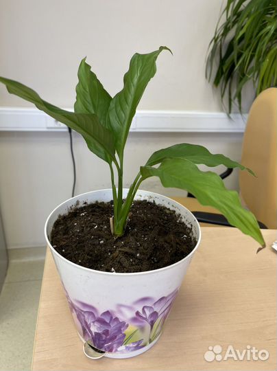 Спатифиллум Верди