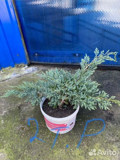 Хвойных растений