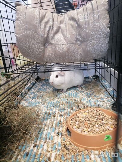 Морская свинка