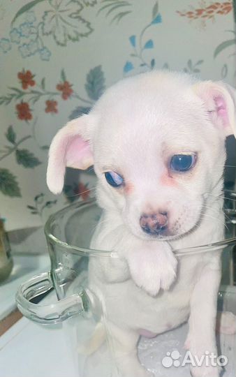 Щенки чихуахуа девочки