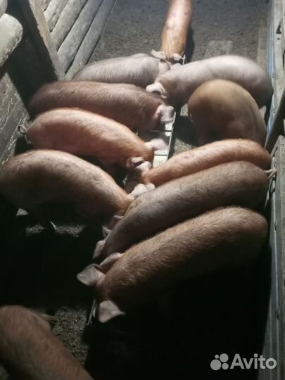 Поросята дюрок+кантор