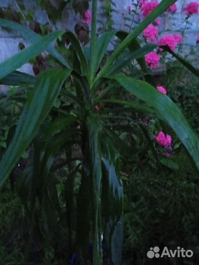 Пальма юкка