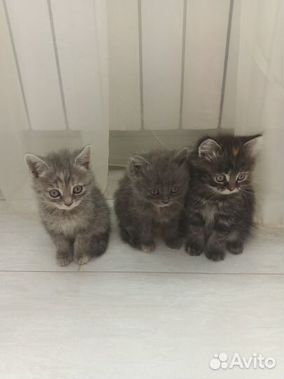 Котята девочки в добрые руки