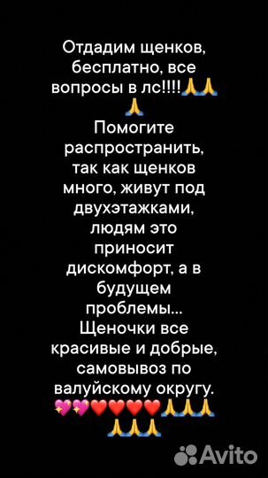 Отдам бесплатно щенков