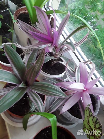 Комнатные растения