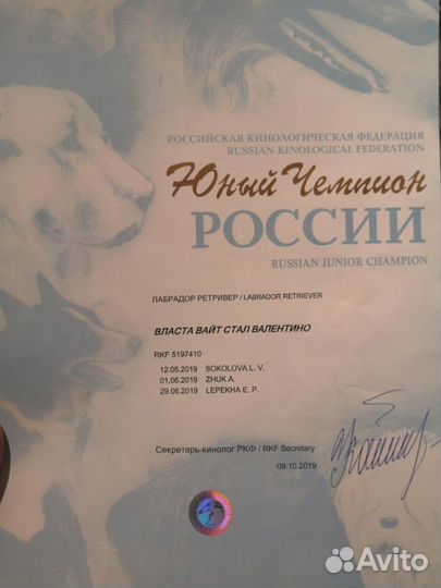 Вязка Лабрадор ретривер