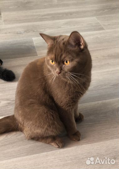 Британская кошка циннамон