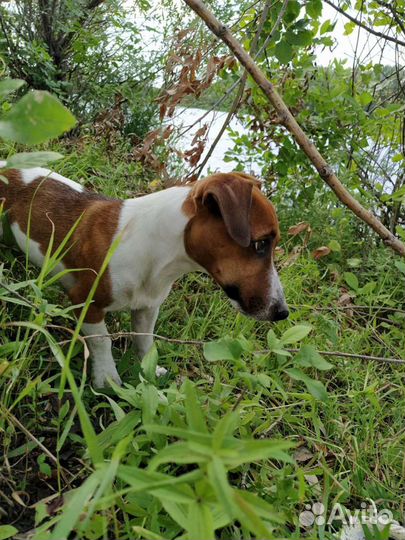 Собака для вязки