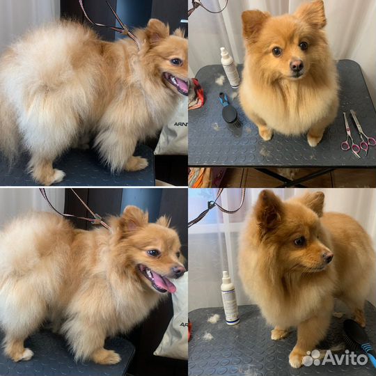 Груминг(Стрижка) собак