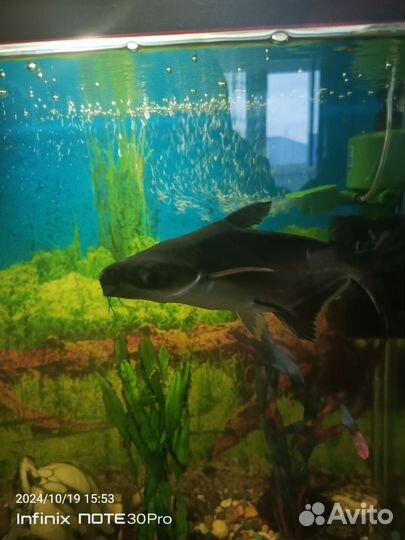 Аквариумные рыбки