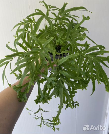 Птерис / папоротник