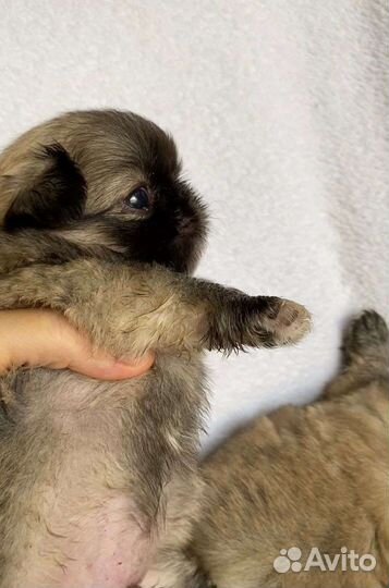 Мини пекинес