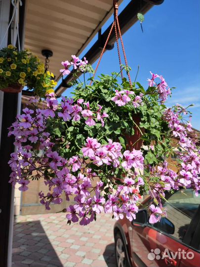 Плющелистная пеларгония