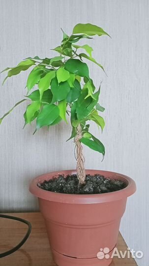 Фикус бенжамина