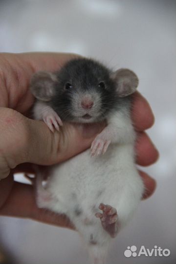 Крысята из питомника