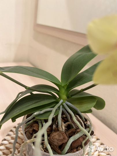 Орхидея фаленопсис