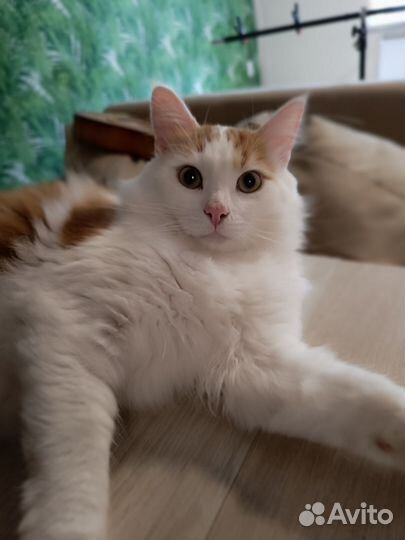 Котик в добрые руки