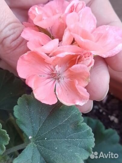 Пеларгония герань зональная