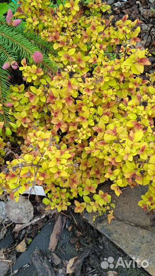 Спирея японская