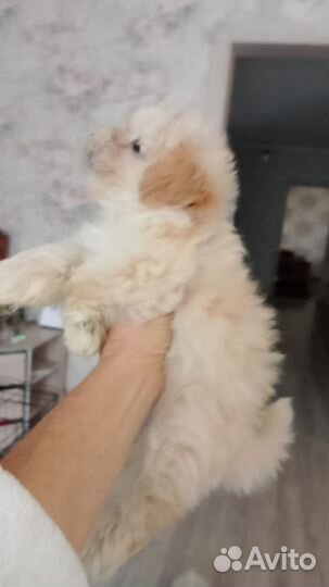 Щенки мальтипу f1 мини