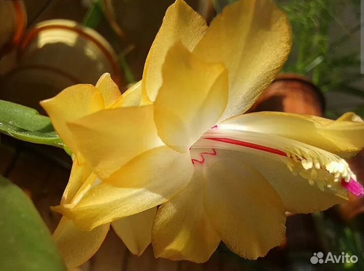 Декабрист шлюмбергера желтый